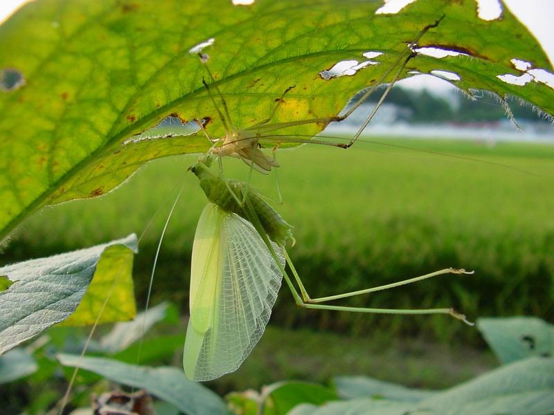 베짱이 비슷한 곤충 --> 실베짱이 Phaneroptera falcata (Sickle-bearing bush-cricket); DISPLAY FULL IMAGE.