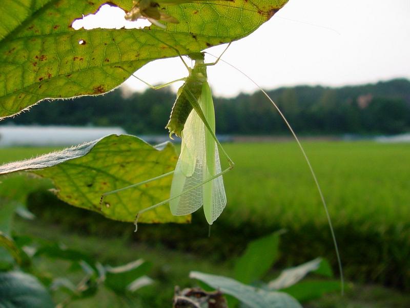 베짱이 비슷한 곤충 --> 실베짱이 Phaneroptera falcata (Sickle-bearing bush-cricket); DISPLAY FULL IMAGE.