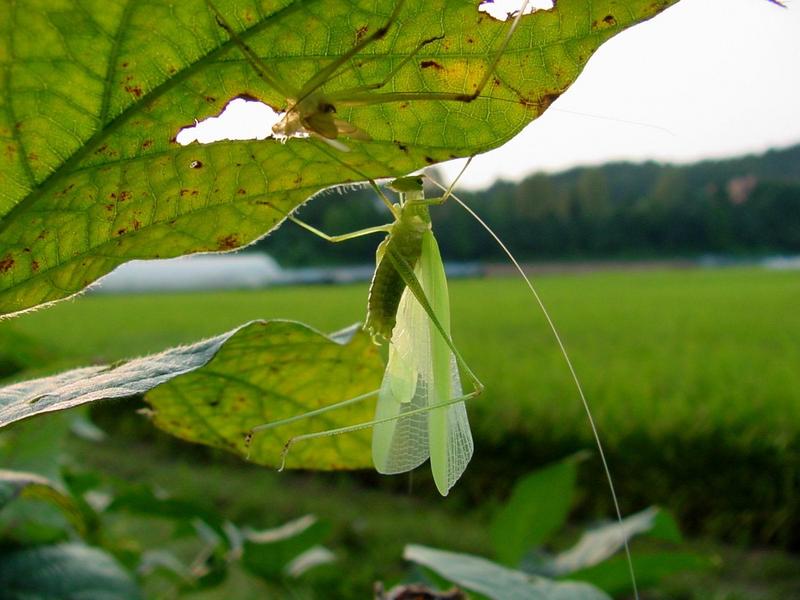 베짱이 비슷한 곤충 --> 실베짱이 Phaneroptera falcata (Sickle-bearing bush-cricket); DISPLAY FULL IMAGE.