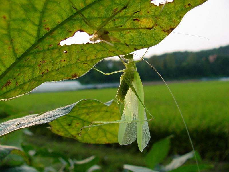 베짱이 비슷한 곤충 --> 실베짱이 Phaneroptera falcata (Sickle-bearing bush-cricket); DISPLAY FULL IMAGE.