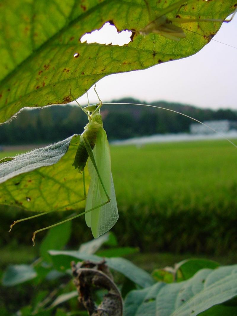 베짱이 비슷한 곤충 --> 실베짱이 Phaneroptera falcata (Sickle-bearing bush-cricket); DISPLAY FULL IMAGE.