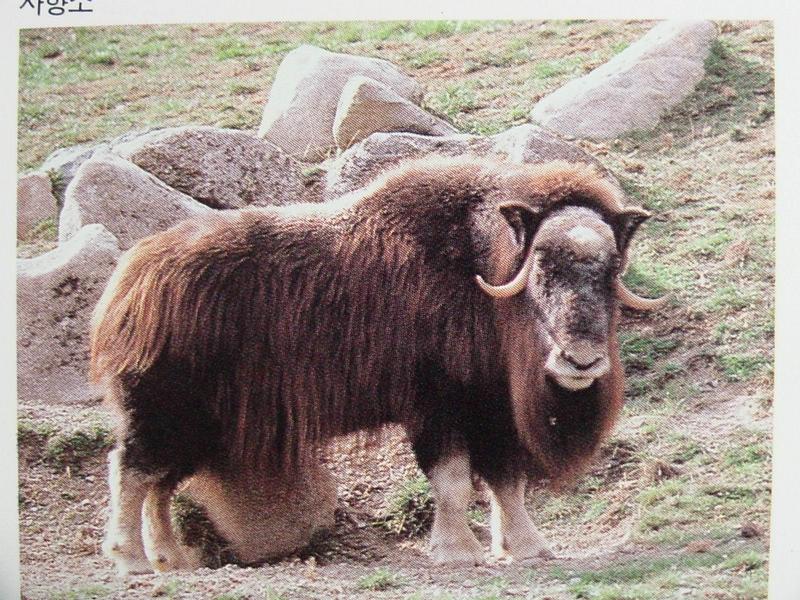 사향소 Ovibos moschatus (Muskox, Musk Ox); DISPLAY FULL IMAGE.