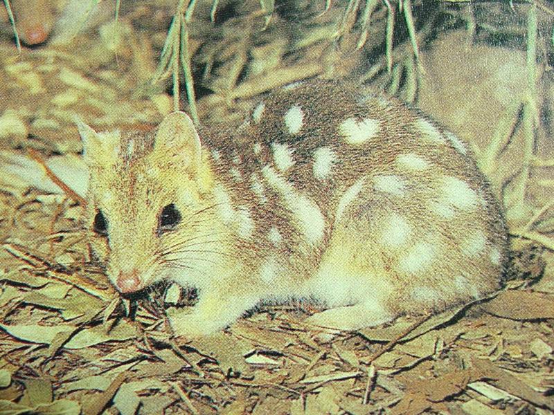 주머니고양이 Dasyurus viverrinus (Eastern Quoll); DISPLAY FULL IMAGE.