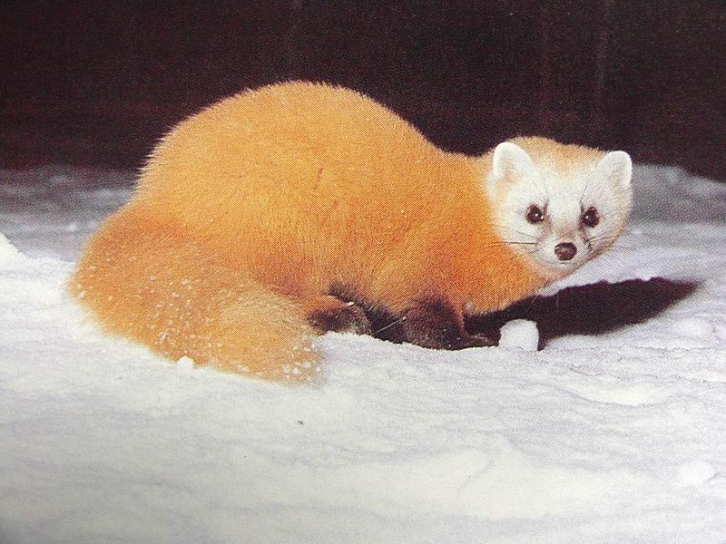 산달 Martes melampus coreensis (Korean Marten); DISPLAY FULL IMAGE.