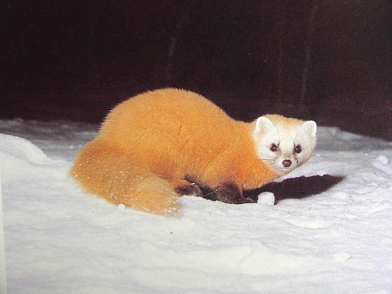 산달 Martes melampus coreensis (Korean Marten); DISPLAY FULL IMAGE.