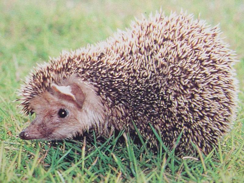 고슴도치 Erinaceus europaeus koreensis (Korean Hedgehog); DISPLAY FULL IMAGE.