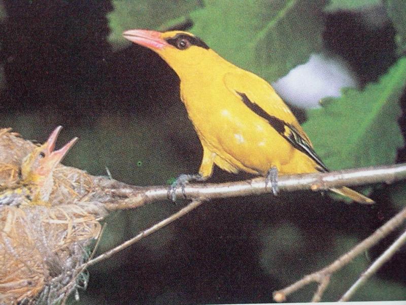 꾀꼬리 Oriolus chinensis diffusus (Black-naped Oriole); DISPLAY FULL IMAGE.