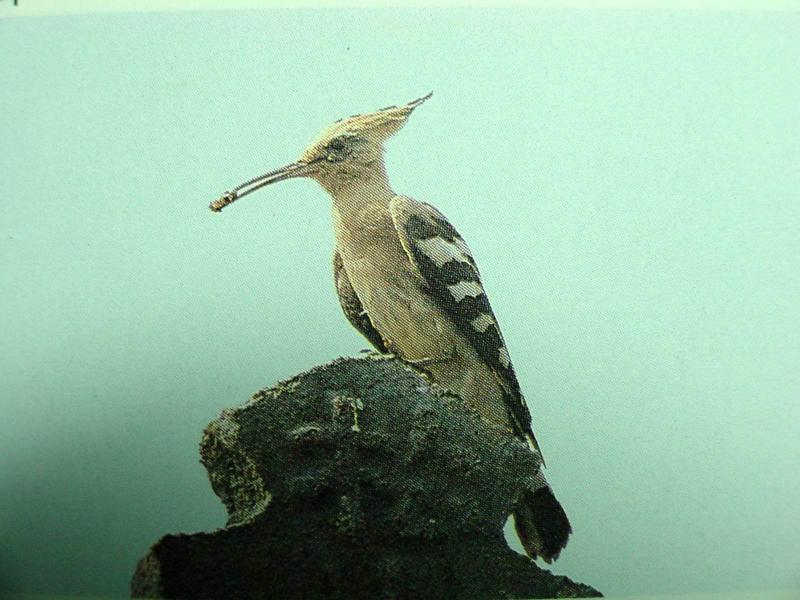 후투티 Upupa epops saturata (Eurasian Hoopoe); DISPLAY FULL IMAGE.