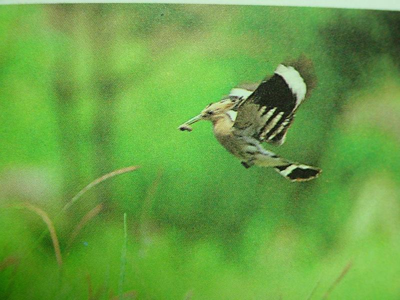 후투티 Upupa epops saturata (Eurasian Hoopoe); DISPLAY FULL IMAGE.