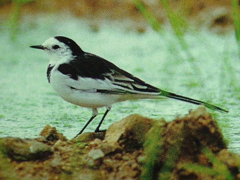 알락할미새 Motacilla alba leucopsis (White-faced Pied Wagtail, White Wagtail); DISPLAY FULL IMAGE.