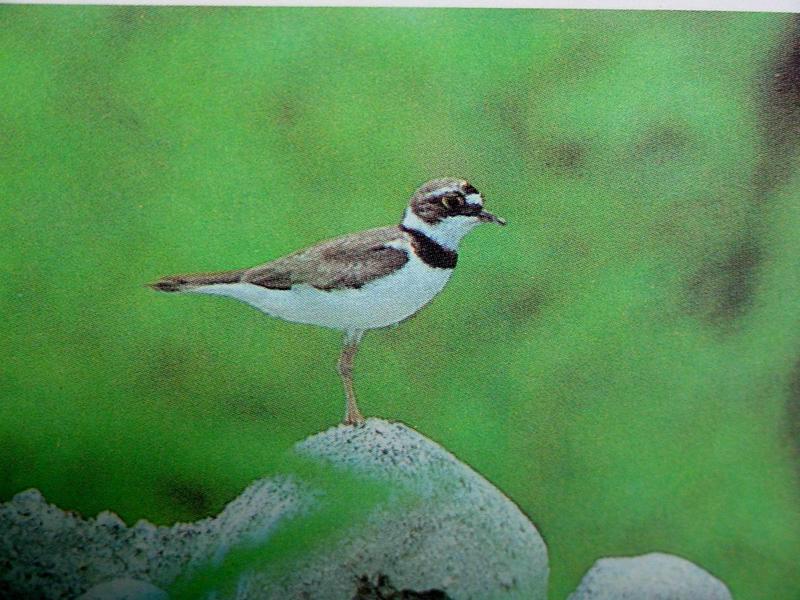 꼬마물떼새 Charadrius dubius curonicus (Little Ringed Plover); DISPLAY FULL IMAGE.