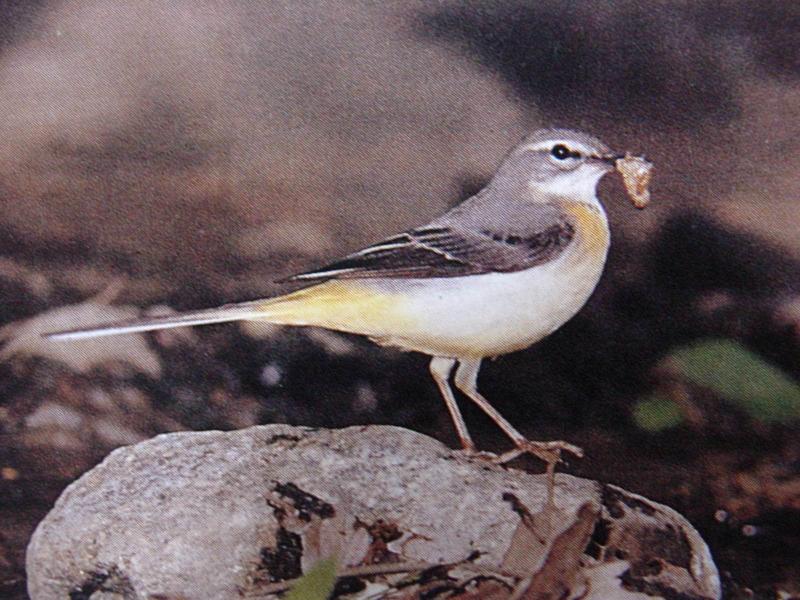 노랑할미새 Motacilla cinerea robusta (Grey Wagtail); DISPLAY FULL IMAGE.