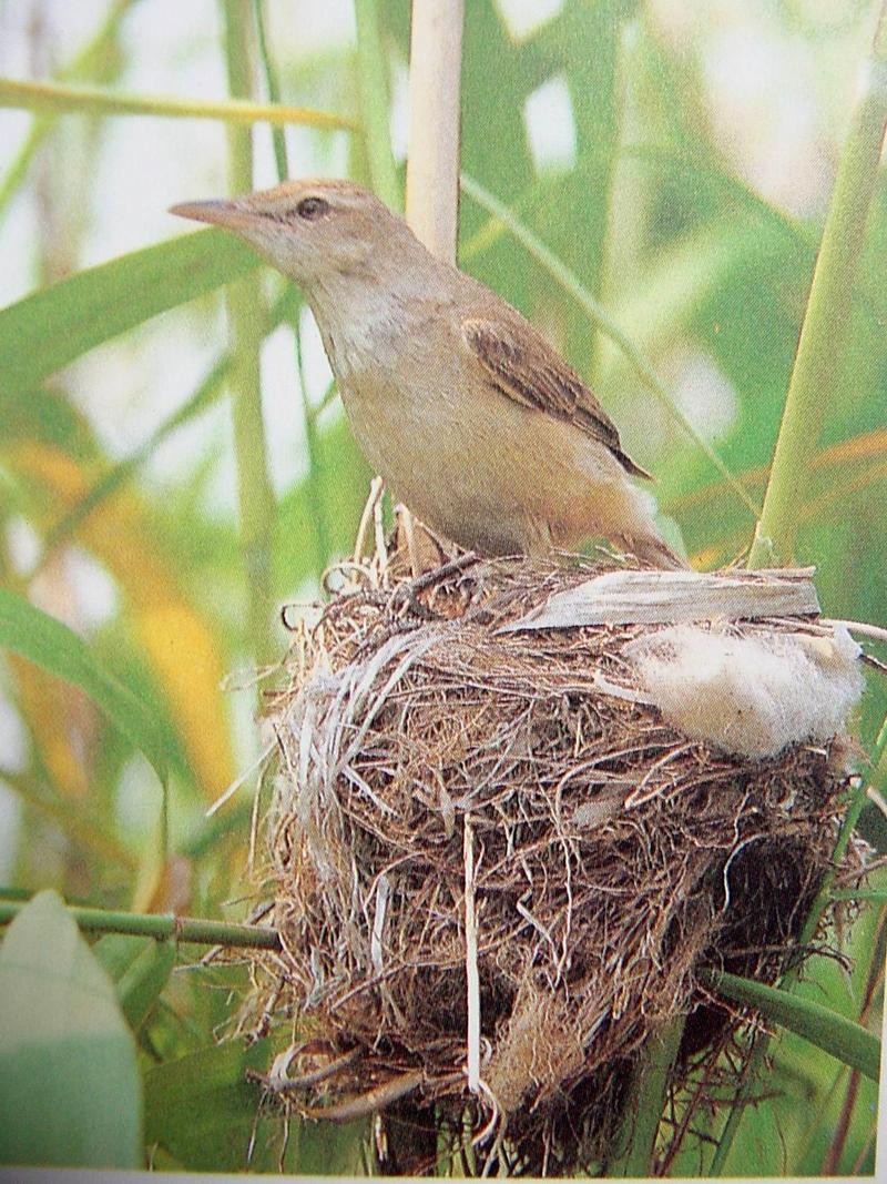 개개비 Acrocephalus arundinaceus orientalis (Great Reed Warbler); DISPLAY FULL IMAGE.