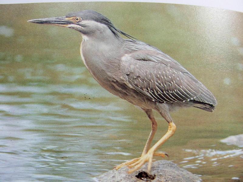 검은댕기해오라기 Butorides striatus amurensis (Green-backed Heron, Striated Heron); DISPLAY FULL IMAGE.