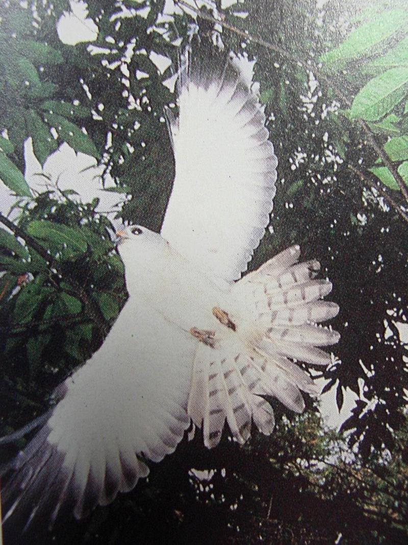 붉은배새매 Accipiter soloensis (Chinese Sparrow Hawk); DISPLAY FULL IMAGE.