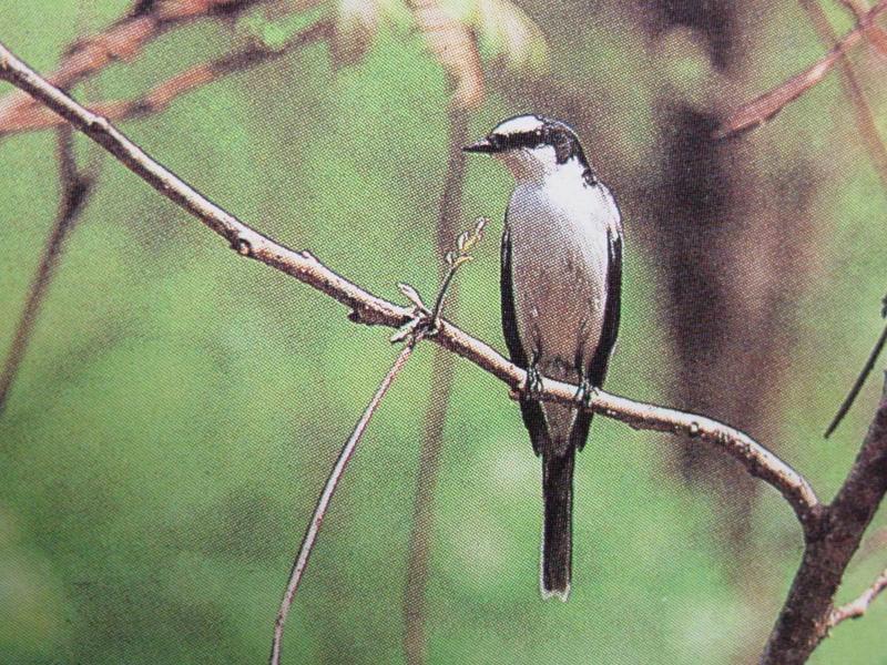 할미새사촌 Pericrocotus divaricatus divaricatus (Ashy Minivet); DISPLAY FULL IMAGE.