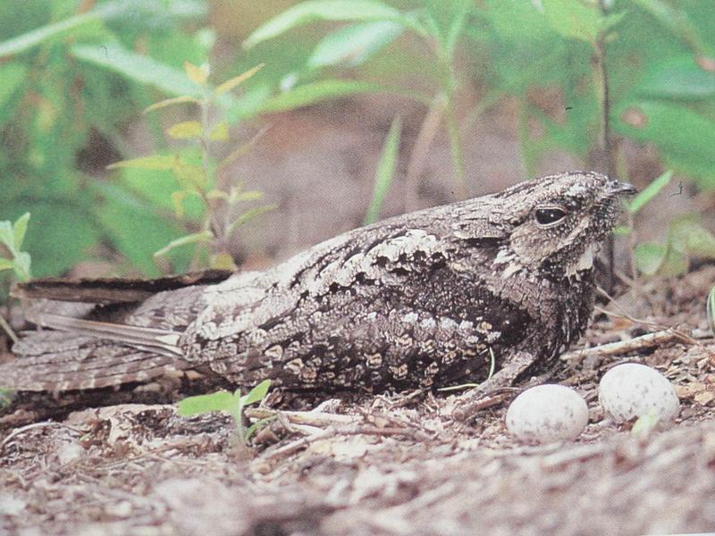 쏙독새 Caprimulgus indicus (Grey Nightjar, Jungle Nightjar); DISPLAY FULL IMAGE.