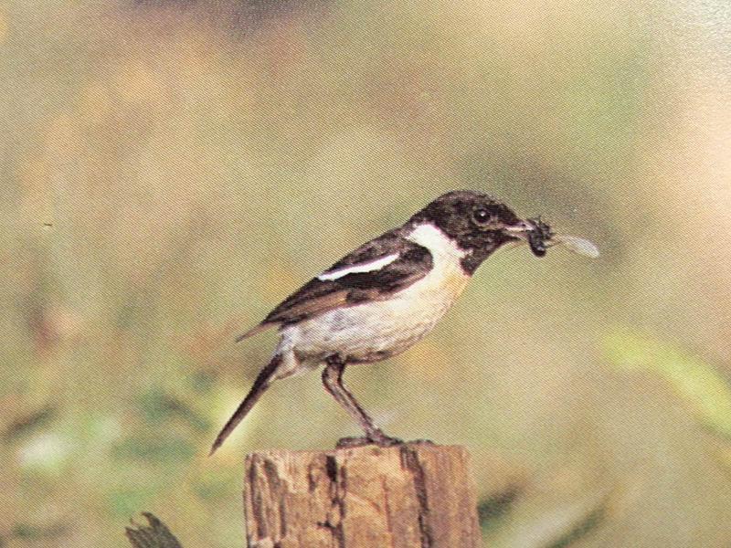 검은딱새 Saxicola torquata stejnegeri (Siberian Stonechat); DISPLAY FULL IMAGE.