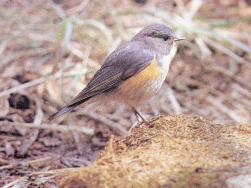 유리딱새 Tarsiger cyanurus cyanurus (Red-flanked Bluetail); DISPLAY FULL IMAGE.