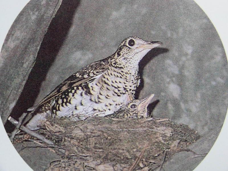 호랑지빠귀 Turdus dauma aureus (White's Ground Thrush); DISPLAY FULL IMAGE.