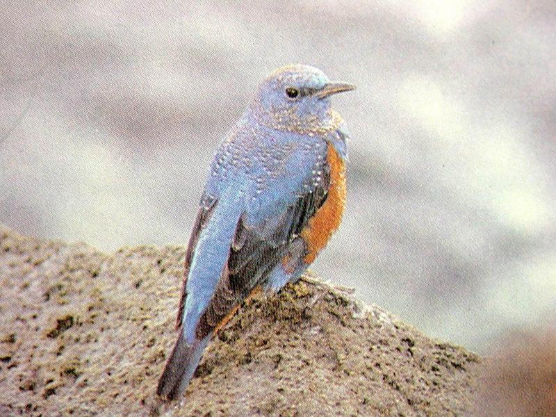 바다직박구리 Monticola solitarius philippensis (Blue Rock Thrush); DISPLAY FULL IMAGE.