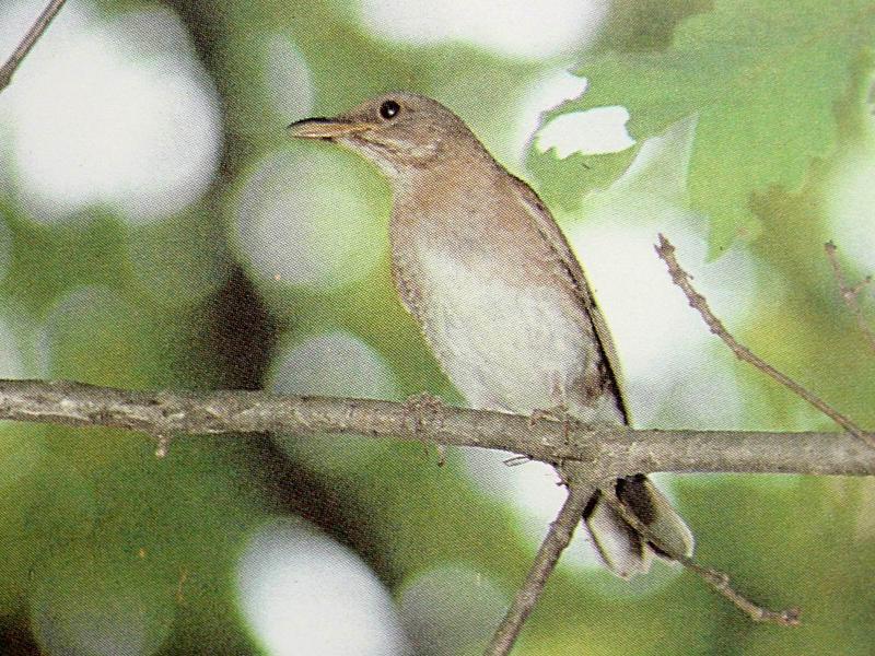 흰배지빠귀 Turdus pallidus (Pale Thrush); DISPLAY FULL IMAGE.