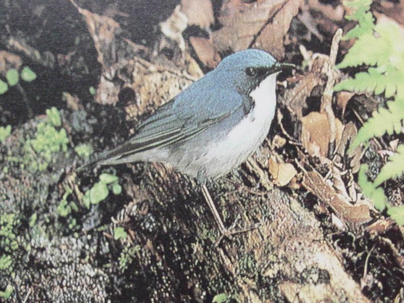 쇠유리새 Erithacus cyane (Siberian Blue Robin); DISPLAY FULL IMAGE.