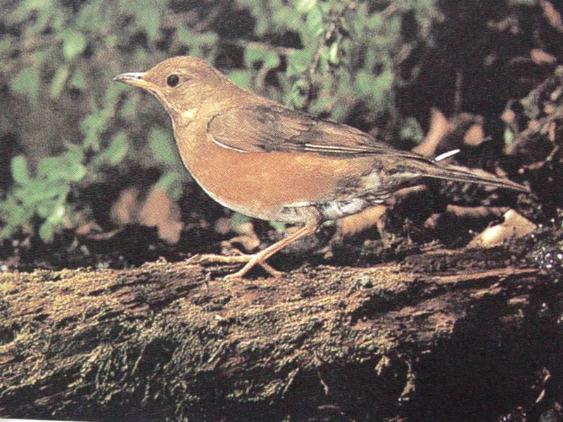 붉은배지빠귀 Turdus chrysolaus (Brown Thrush); DISPLAY FULL IMAGE.