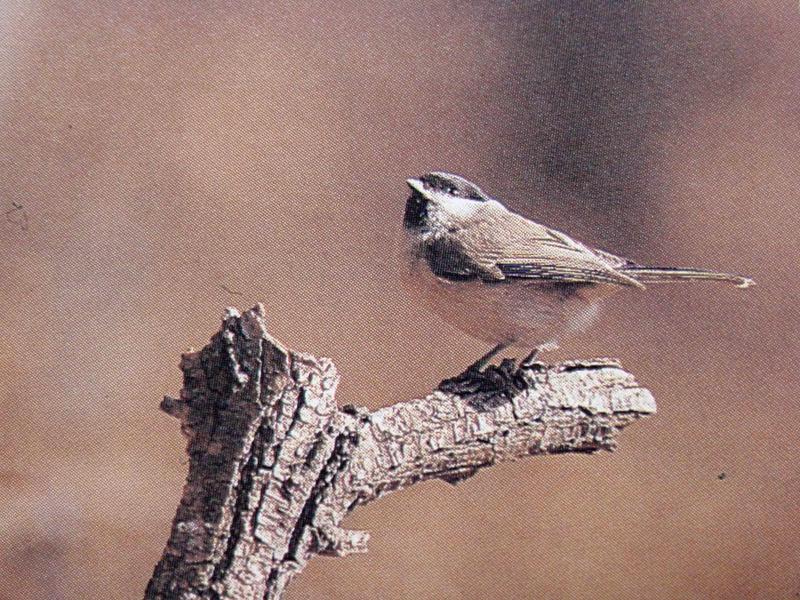 쇠박새 Parus palustris hellmayri (Marsh Tit); DISPLAY FULL IMAGE.