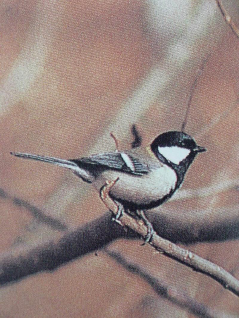 박새 Parus major (Great Tit); DISPLAY FULL IMAGE.