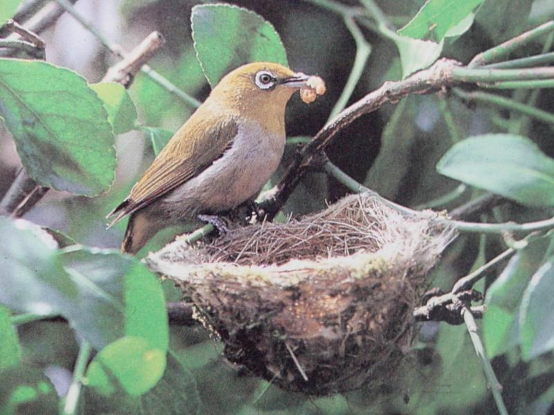 동박새 Zosterops japonica (Japanese White-eye); DISPLAY FULL IMAGE.