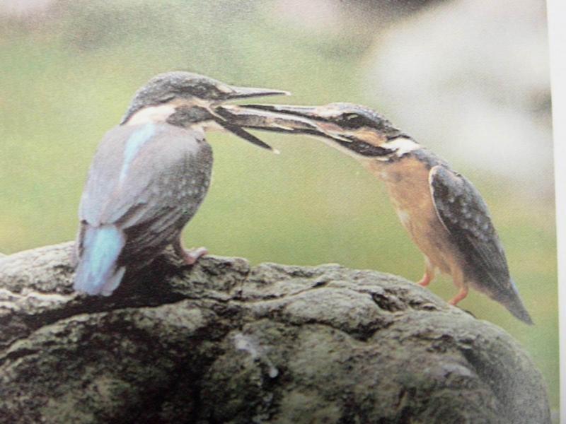 물총새 Alcedo atthis bengalensis (Common Kingfisher); DISPLAY FULL IMAGE.