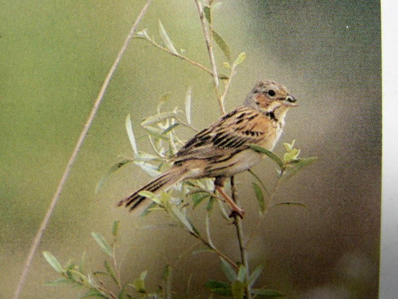 붉은뺨멧새 Emberiza fucata (Chestnut-eared Bunting, Gray-headed Bunting); DISPLAY FULL IMAGE.