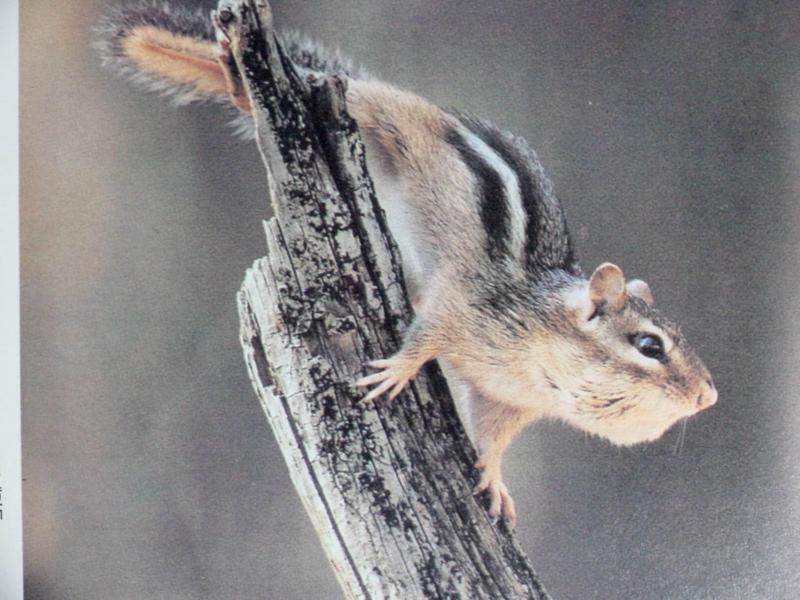 다람쥐 Tamias sibiricus asiaticus (Siberian Chipmunk); DISPLAY FULL IMAGE.