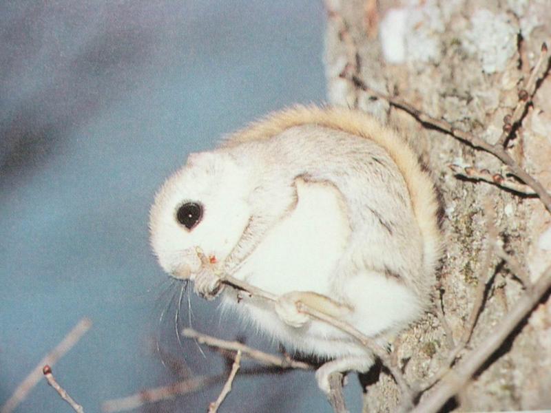 하늘다람쥐 Pteromys volans aluco (Korean Small Flying Squirrel); DISPLAY FULL IMAGE.