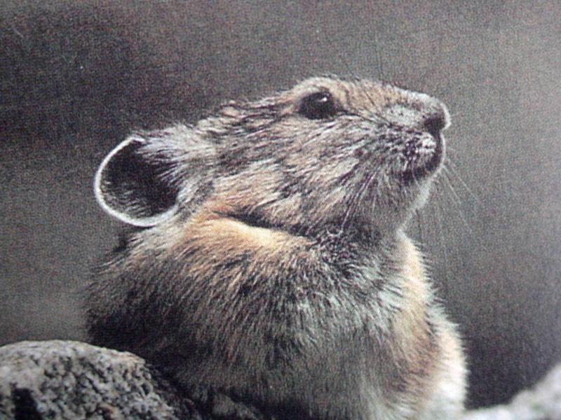 새앙토끼 Ochotona hyperborea (Northern Pika); DISPLAY FULL IMAGE.