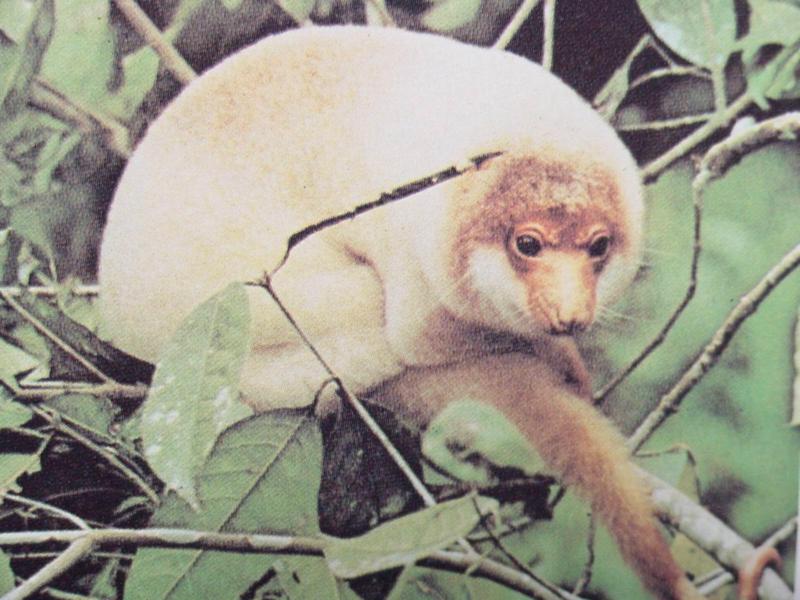 늘보주머니쥐 Phalanger maculatus (Spotted Cuscus); DISPLAY FULL IMAGE.