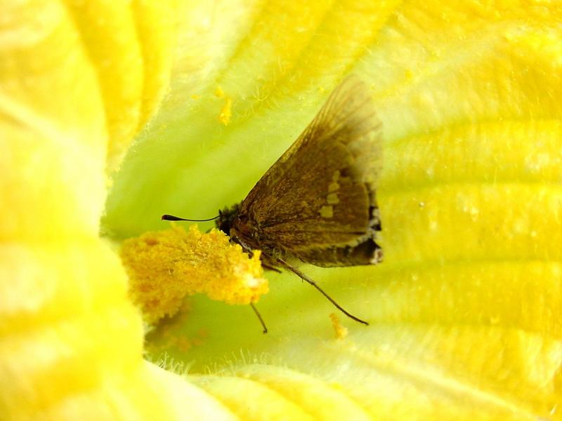 줄점팔랑나비(Parnara guttata) - Common Straight Swift; DISPLAY FULL IMAGE.
