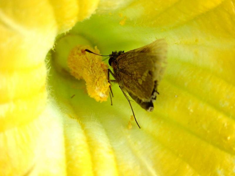줄점팔랑나비(Parnara guttata) - Common Straight Swift; DISPLAY FULL IMAGE.