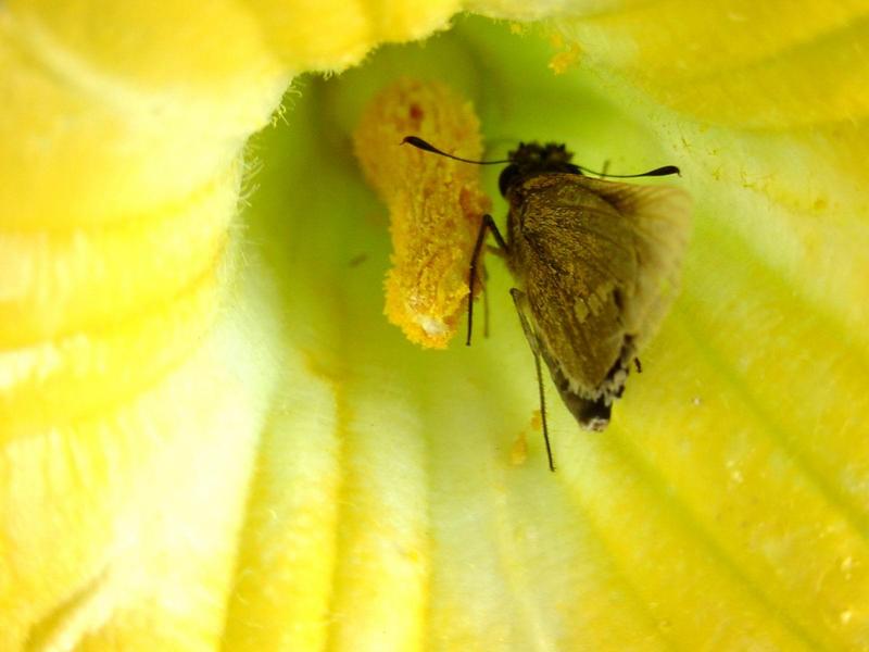 줄점팔랑나비(Parnara guttata) - Common Straight Swift; DISPLAY FULL IMAGE.