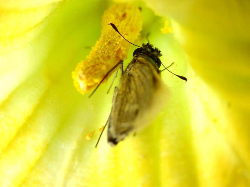 줄점팔랑나비(Parnara guttata) - Common Straight Swift; DISPLAY FULL IMAGE.