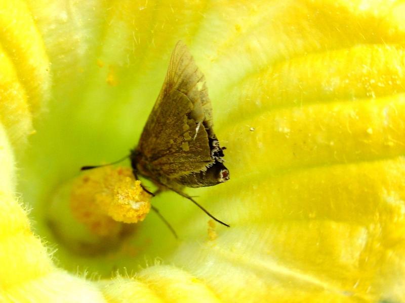 줄점팔랑나비(Parnara guttata) - Common Straight Swift; DISPLAY FULL IMAGE.