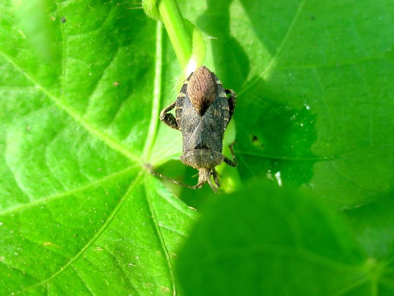 허리노린재 종류 --> 꽈리허리노린재 Acanthocoris sordidus (Winter Cherry Bug); DISPLAY FULL IMAGE.