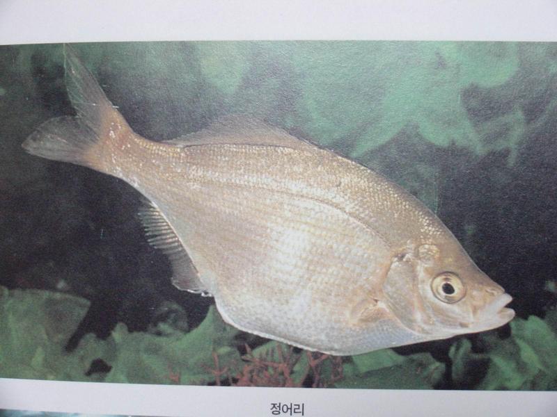 망상어 Ditrema temminckii BLEEKER (Ocean Perch); DISPLAY FULL IMAGE.