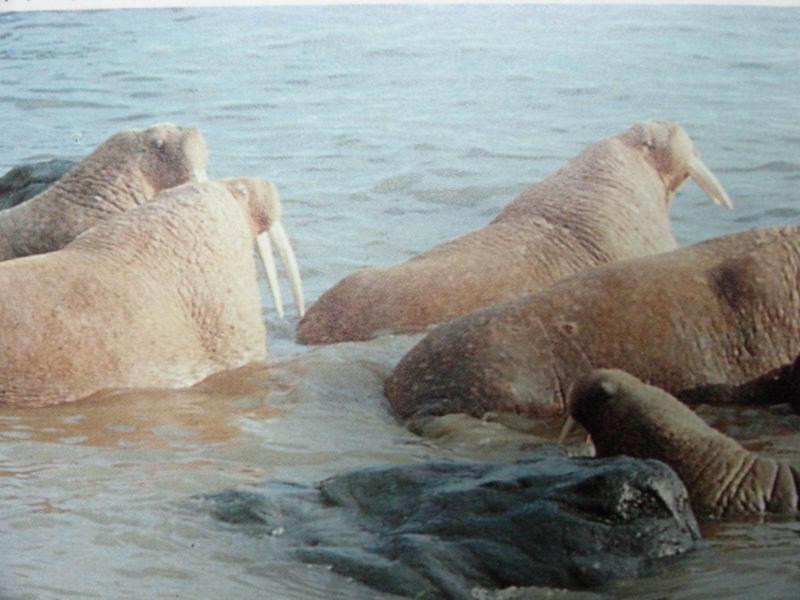 바다코끼리 Odobenus rosmarus (walrus); DISPLAY FULL IMAGE.