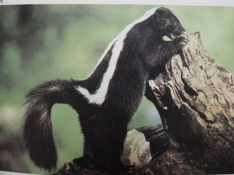 줄무늬스컹크 Mephitis mephitis (Striped Skunk); DISPLAY FULL IMAGE.