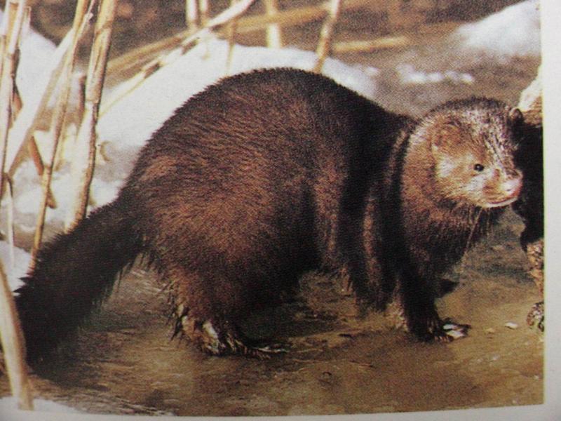 밍크 Mustela vison (American Mink); DISPLAY FULL IMAGE.