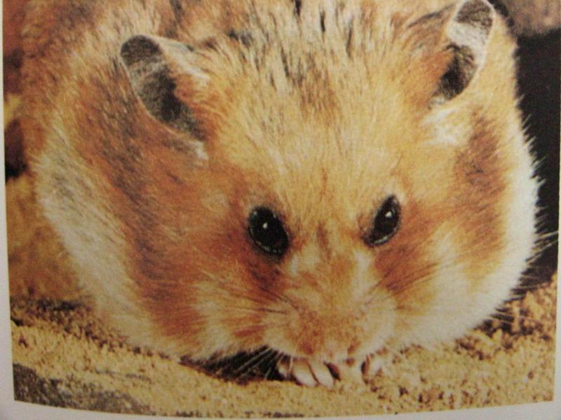 황금햄스터 Mesocricetus auratus (Golden Hamster/Syrian Hamster); DISPLAY FULL IMAGE.