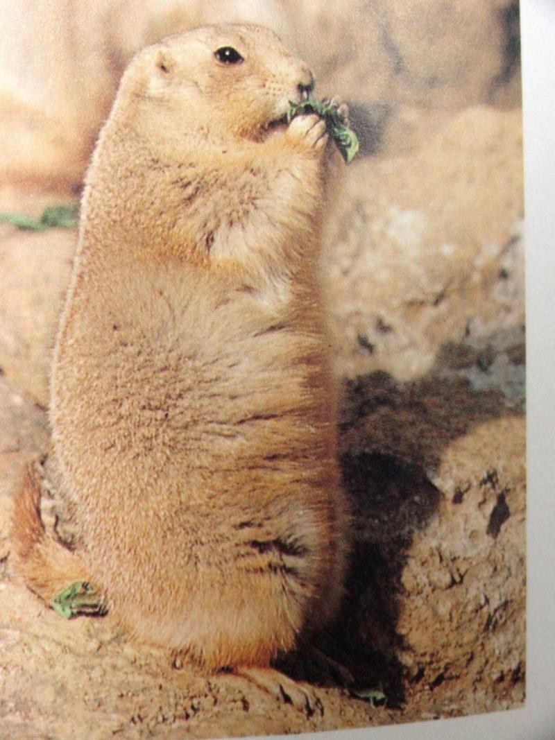 검은꼬리개쥐(프레이리도그) Cynomys ludovicianus (Black-tailed Prairie Dog); DISPLAY FULL IMAGE.