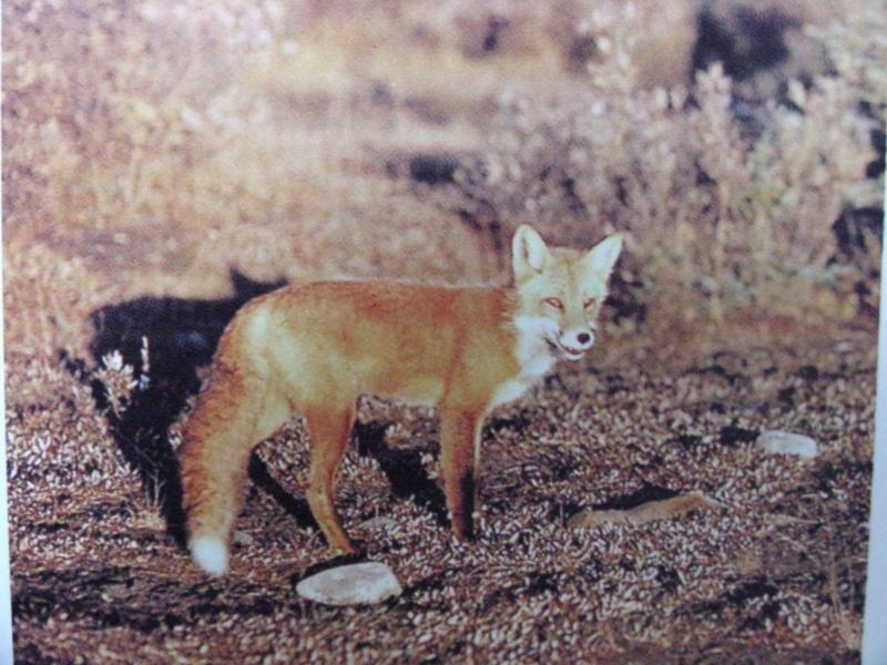 붉은여우 Vulpes vulpes fulva (Eastern Red Fox); DISPLAY FULL IMAGE.